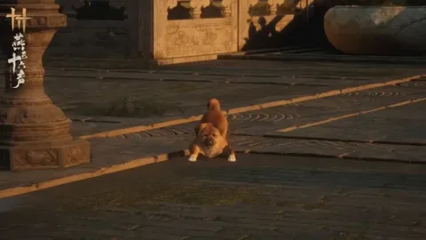 背包闯江湖策略新游上市 专家推荐，质合分析揭示前区十码